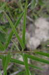 Longleaf milkweed